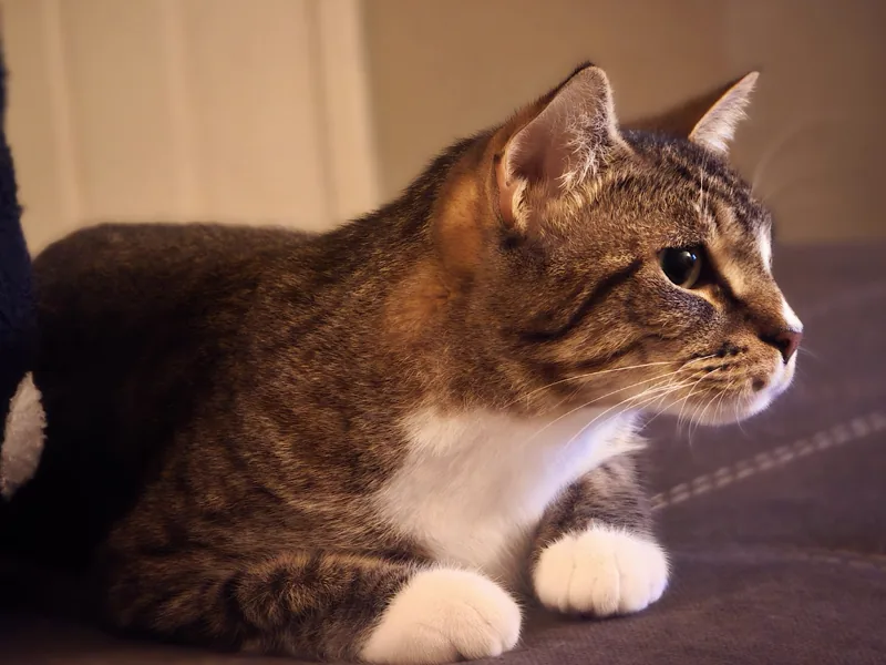 Picture of one of Will's cats, Giulia