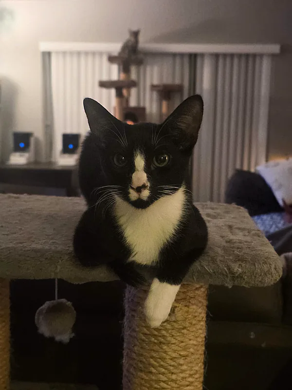 Picture of one of Will's cats, Khonshu