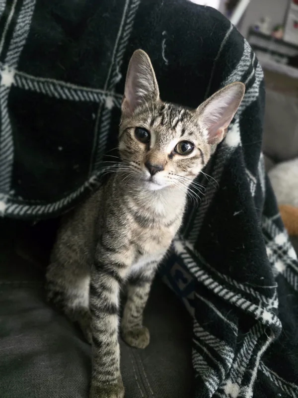 Picture of one of Will's cats, Odin