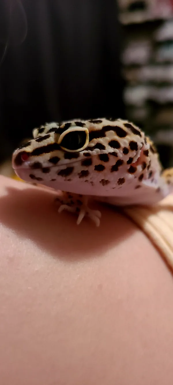 Picture of one of Will's gecko, Sisu