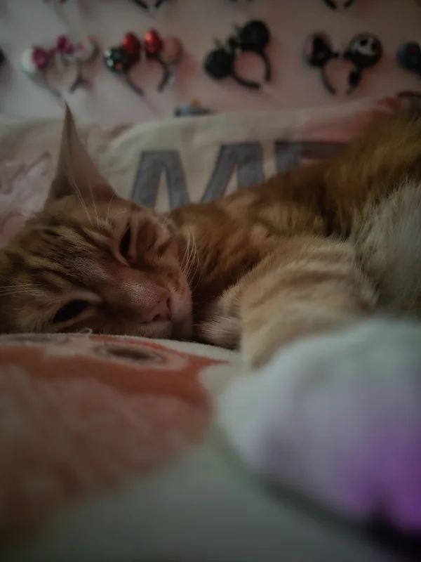 Picture of one of Will's cats, Tony
