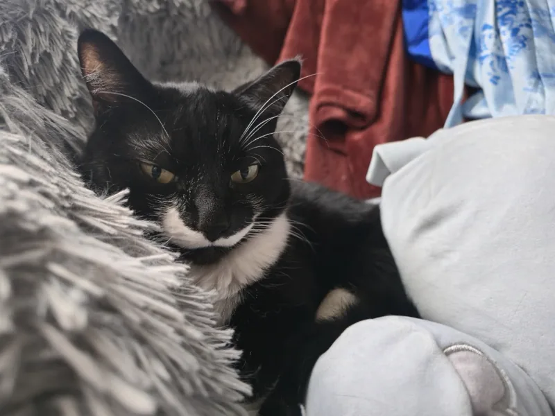 Picture of one of Will's cats, Vanellope